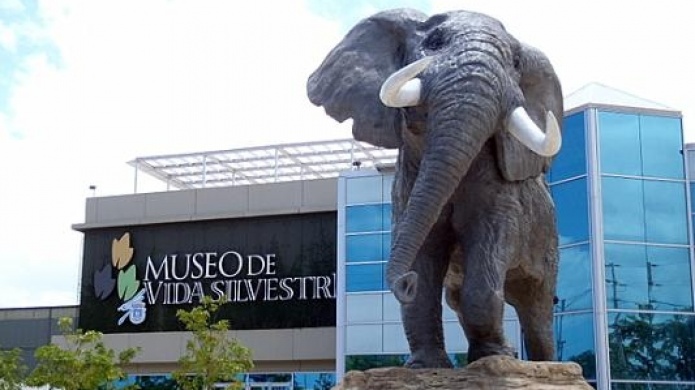 Yulin cerrara museo de vida silvestre 