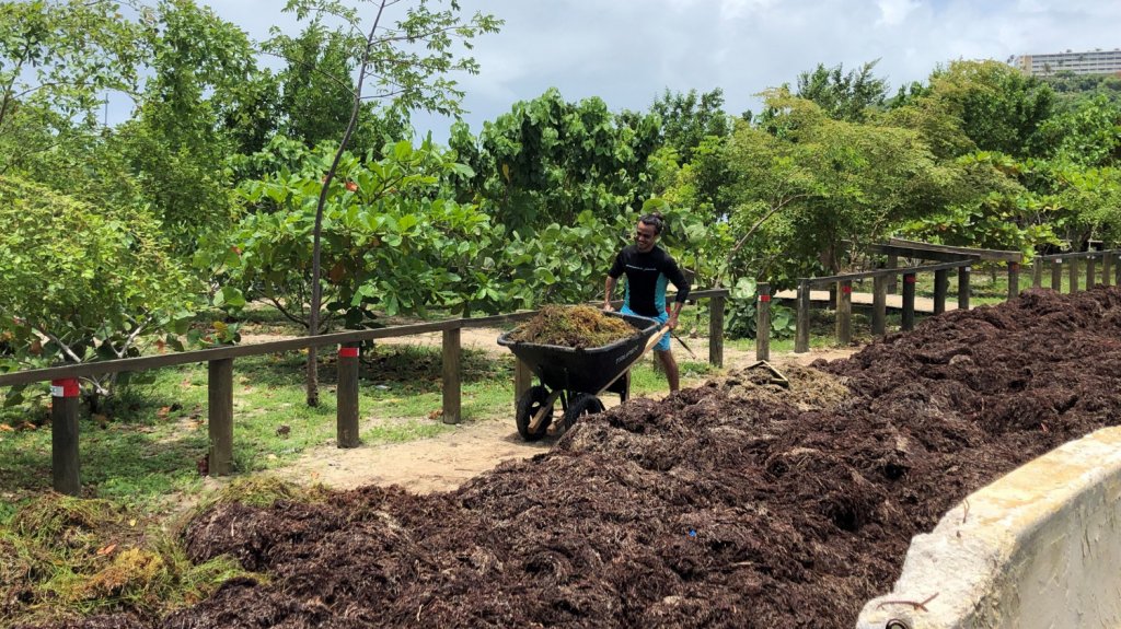  Exceso de sargazo amenaza turismo y laguna bioluminiscente en Puerto Rico 