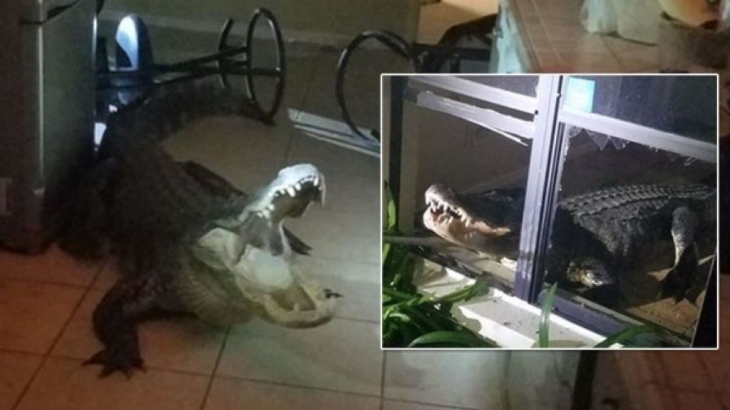 Video: Inmenso cocodrilo entra en residencia de Clearwater, en Florida 
