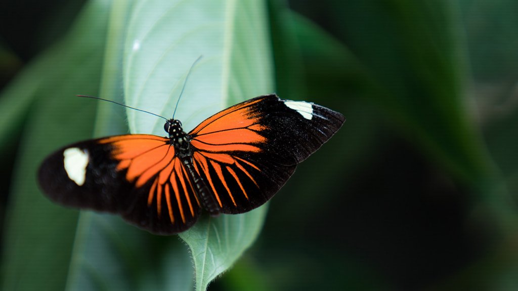  Estudio de la UPR sobre mariposas figura en portada de prestigiosa revista cient&iacute;fica 