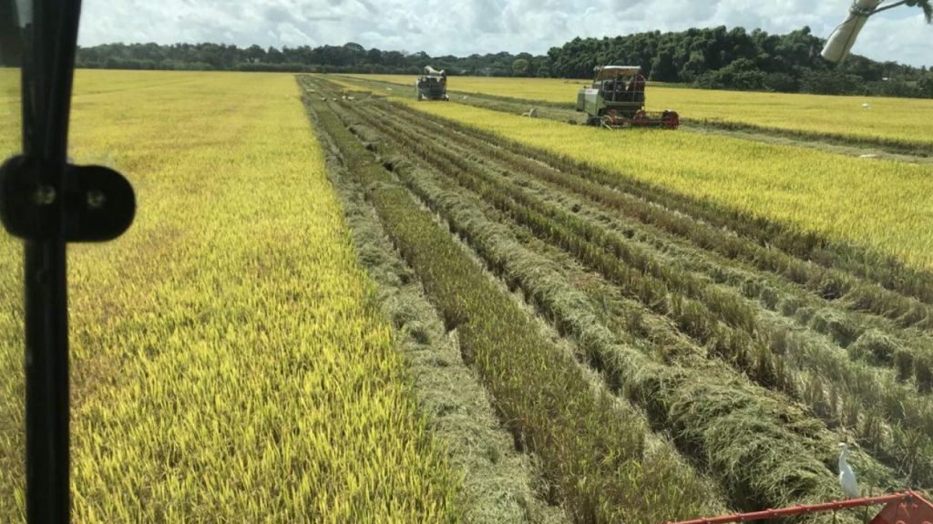 Denuncian escasez de personal en USDA limita servicio a agricultores 