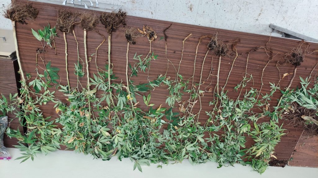  Ocupan Invernadero y arma de fuego en Hormigueros 