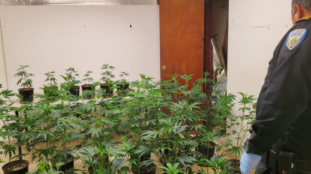  Video: Municipales de San Juan ocupan invernadero de marihuana en Cupey 