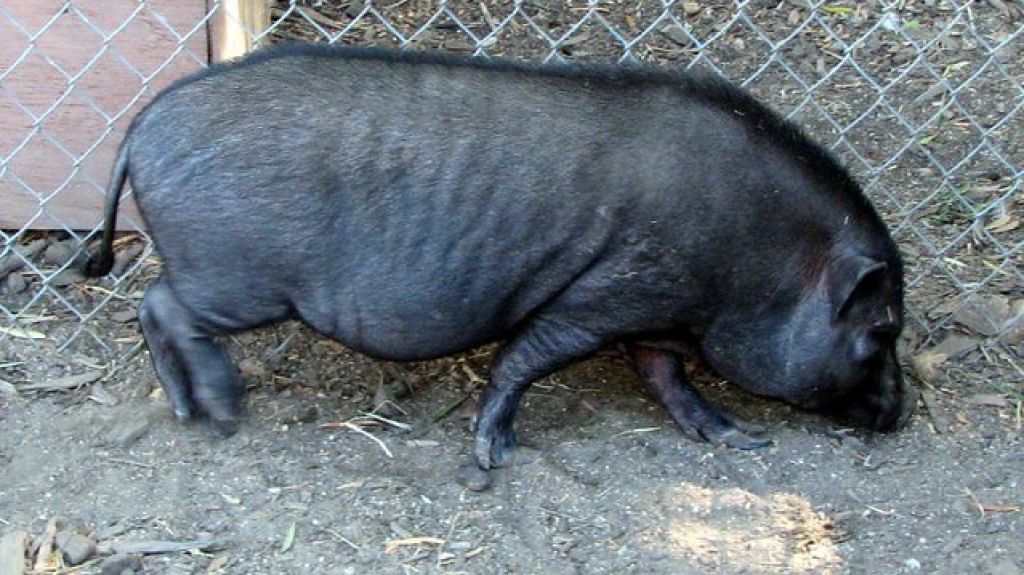  Cerca el fin de los cerdos vietnamitas en el Ca&ntilde;o Mart&iacute;n Pe&ntilde;a 