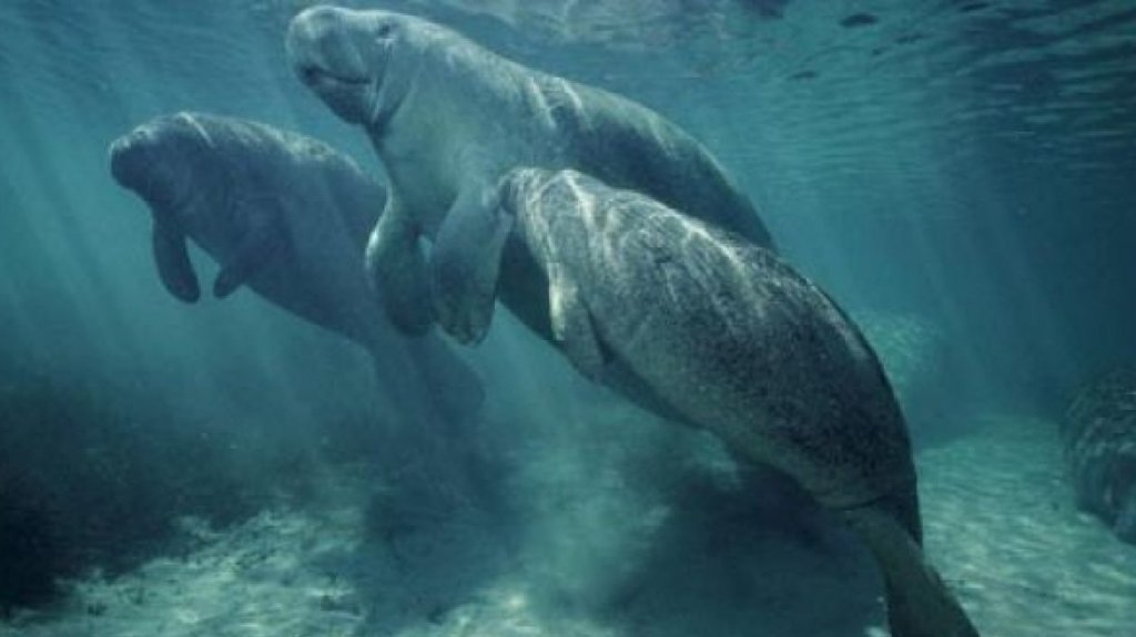  Manat&iacute; muere en Salinas tras impacto de embarcaci&oacute;n 