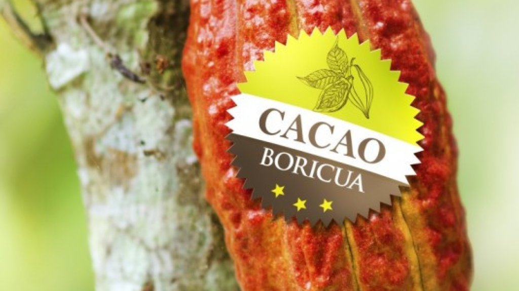  El cacao puertorrique&ntilde;o busca revalidar su posici&oacute;n como uno de los mejores del mundo 