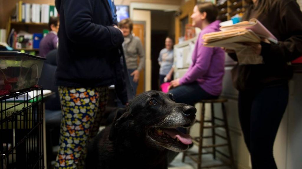  Perra se re&uacute;ne con su familia luego de 10 a&ntilde;os desaparecida 