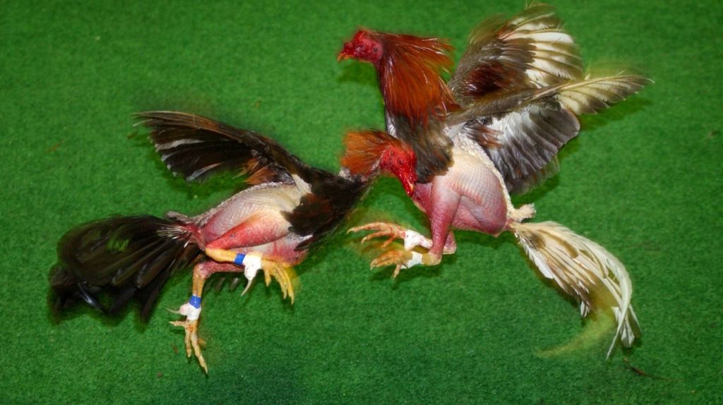  Detienen a 120 personas por organizar peleas de gallos clandestinas en Texas 