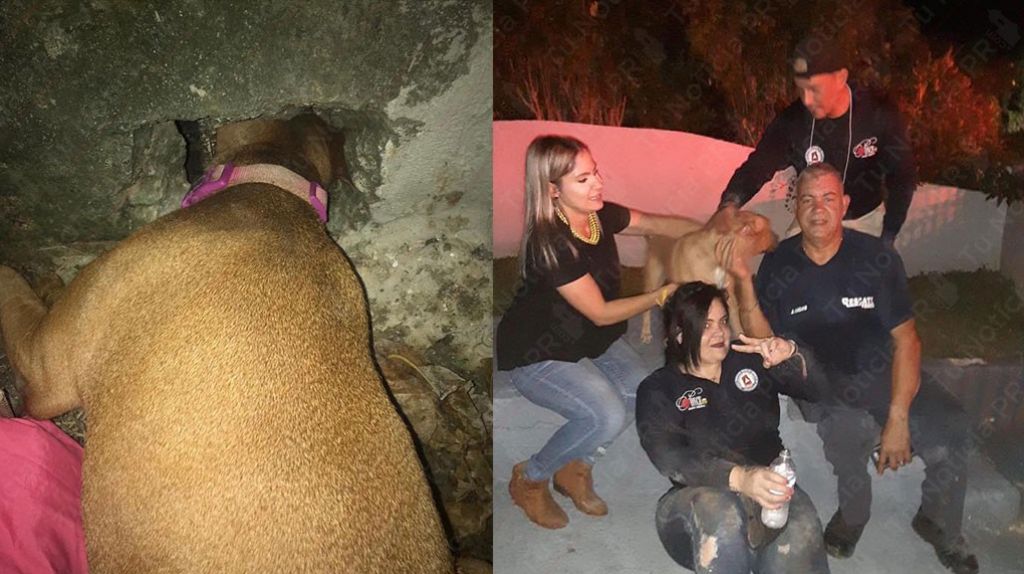  Empleados de OMME de Ponce rescatan perrita atascada en una verja 