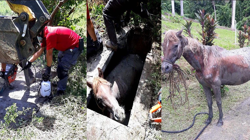  Rescatan a yegua pre&ntilde;ada que cay&oacute; a un pozo s&eacute;ptico en Luquillo 