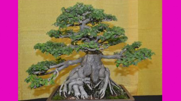 Festival Nacional de BonsÃ¡i el prÃ³ximo fin de semana, la mÃ¡s grande exhibiciÃ³n de este tipo de Ã¡rboles criados y cultivados en la isla